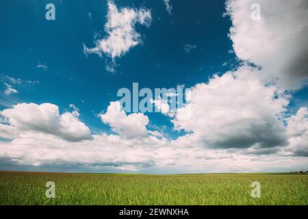 Countryside Rural Field Landscape With Young Wheat Sprouts In Spring Sunny Day. Agricultural Field. Young Wheat Shoots Stock Photo
