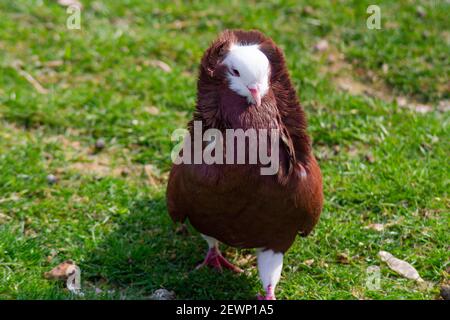 capuchin pigeon Stock Photo