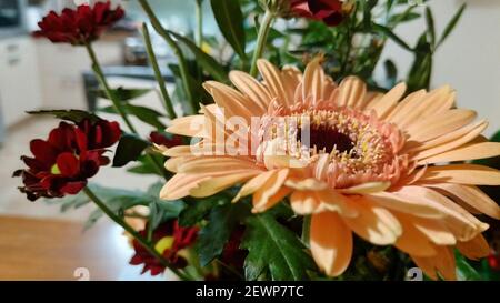A selective focus shot of orange and burgundy gerberas Stock Photo