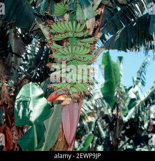 Immature bunch of bananas (Muda x paradiasiaca) with male flower below, Transvaal, South Africa, February Stock Photo