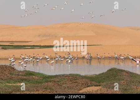 Flamingos flying and standing at lakes in the dunes of Walvis Bay in Namibia, Africa Stock Photo