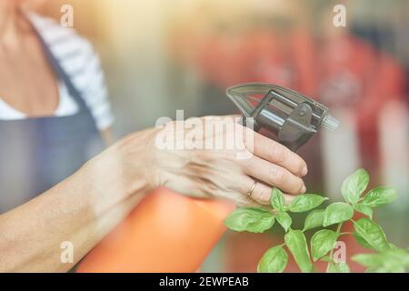 Woman hand using sprayer with water on herbs Stock Photo