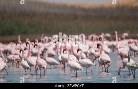 Flamingos flying and standing at lakes in the dunes of Walvis Bay in Namibia, Africa Stock Photo