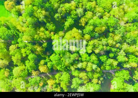 Green spring forest seen from above, top view Stock Photo