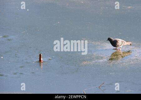 Pigeon Walking to a Beer Bottle in a Frozen Lake Stock Photo