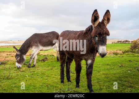 Irish donkeys in County Donegal, Ireland Stock Photo