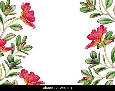 Watercolor floral background. Horizontal frame with place for text. Red succulent flowers and leaves. Hand painted tropical banner. Botanical Stock Photo
