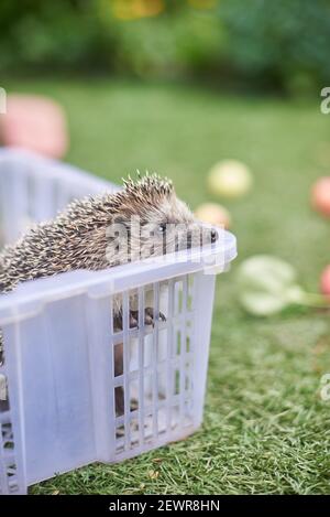 Hedgehog in a white box on a background of green grass Stock Photo