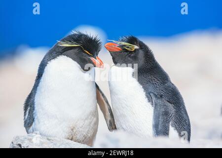 Two Rockhopper penguins (Eudyptes chrysocome chrysocome) showing affection, Sea Lion Island, Falkland Islands, South America Stock Photo