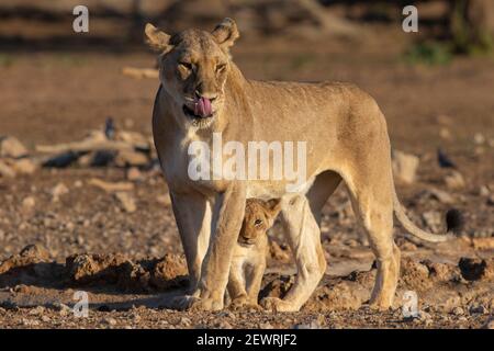 Lioness (Panthera leo) with cub, Kgalagadi Transfrontier Park, South Africa, Africa Stock Photo
