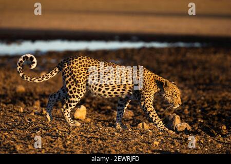 Leopard (Panthera pardus) female, Kgalagadi Transfrontier Park, South Africa, Africa Stock Photo
