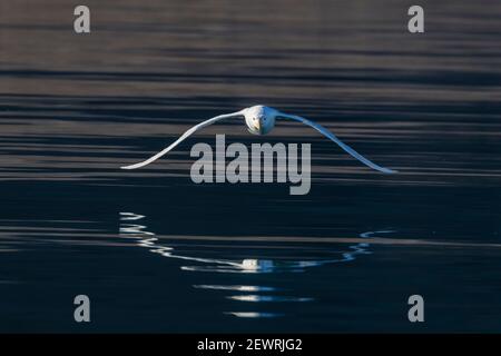 Glaucous gull (Larus hyperboreus), in flight in Makinson Inlet, Ellesmere Island, Nunavut, Canada, North America Stock Photo