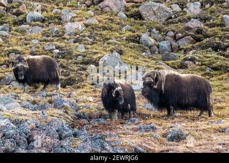 Musk ox (Ovibos moschatus), shedding summer fur, Fram Fjord, Ellesmere Island, Nunavut, Canada, North America Stock Photo