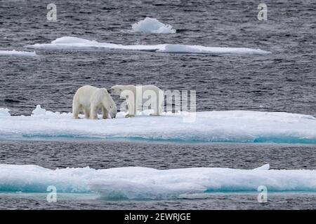 A pair of probable sibling polar bears (Ursus maritimus), Queen's Channel, Cornwallis Island, Nunavut, Canada, North America Stock Photo