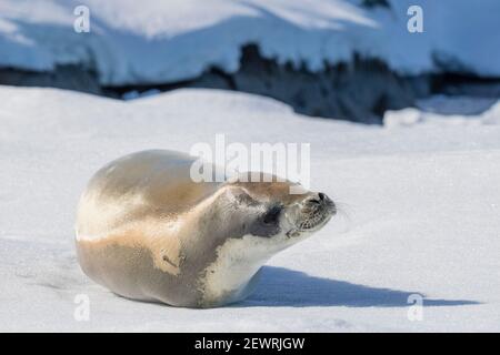 An adult crabeater seal (Lobodon carcinophaga), hauled out on sea ice in the Useful Islands, Gerlache Strait, Antarctica, Polar Regions Stock Photo