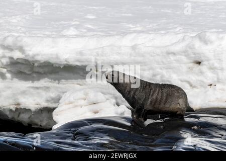 Male Antarctic fur seal (Arctocephalus gazella), hauled out on Astrolabe Island, Bransfield Strait, Antarctica, Polar Regions Stock Photo