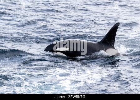 Orca Or Killer Whale Orcinus Orca Feeding Near The Boats Of Moroccan orca-or-killer-whale-orcinus-orca-feeding-near-the-boats-of-moroccan