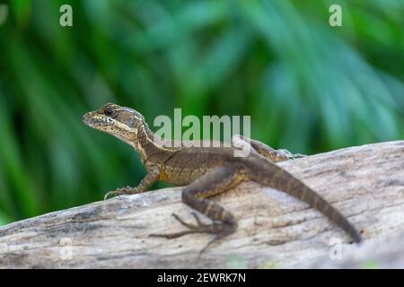 Adult female common basilisk (Basiliscus basiliscus), Coiba Island, Coiba National Park, Panama, Central America Stock Photo