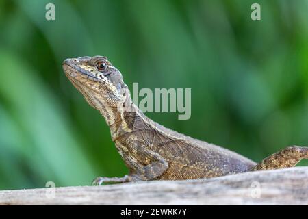 Adult female common basilisk (Basiliscus basiliscus), Coiba Island, Coiba National Park, Panama, Central America Stock Photo