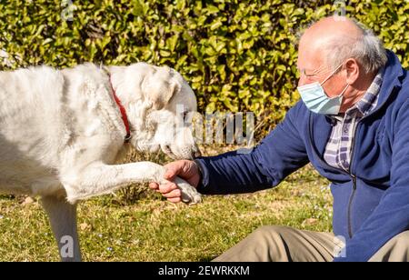 Elderly man with protective mask playing with White young dog in the garden. Stock Photo