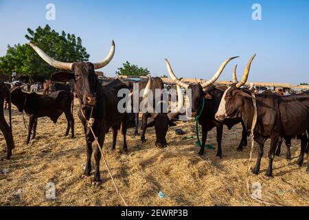 Cows with huge horns, Animal market, Agadez, Niger, Africa Stock Photo