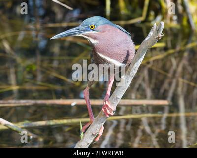 Green heron (Butorides virescens), perching over water beside the Anhinga Trail, Everglades National Park, Florida, United States of America Stock Photo