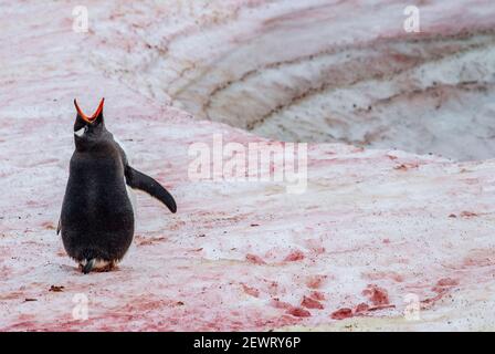 Gentoo penguin (Pygoscelis papua) vocalizing on snow with red algae, Antarctica, Polar Regions Stock Photo