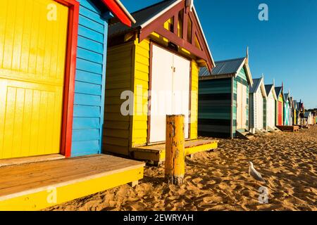 Bathing boxes (beach huts) and Silver gull (Chroicocephalus novaehollandiae) on shores of Port Phillip Bay, Brighton, Victoria, Australia, Pacific Stock Photo
