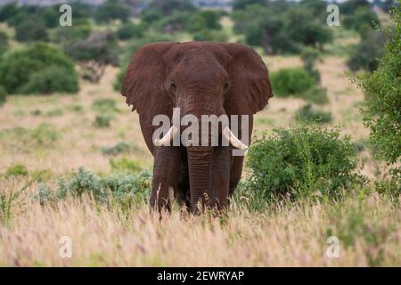 African elephant (Loxodonta africana), Tsavo, Kenya, East Africa, Africa Stock Photo