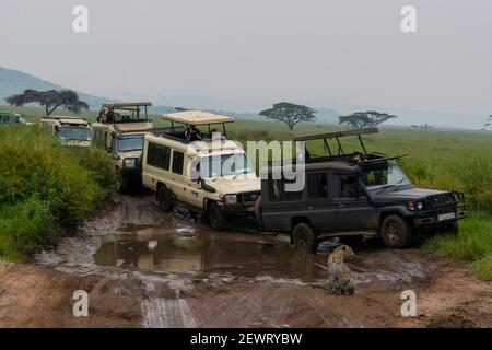 Leopard (Panthera pardus) and safari vehicles, Seronera, Serengeti National Park, Tanzania, East Africa, Africa Stock Photo