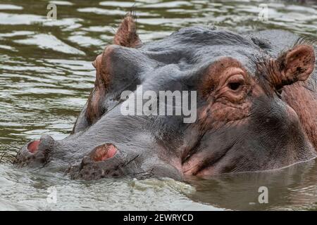 Hippopotamus (Hippopotamus amphibius), Seronera, Serengeti National Park, Tanzania, East Africa, Africa