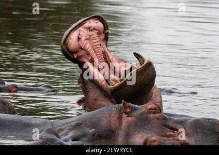 Hippopotamus (Hippopotamus amphibius), Seronera, Serengeti National Park, Tanzania, East Africa, Africa