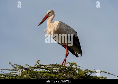 White stork (Ciconia ciconia), Ndutu, Ngorongoro Conservation Area, Serengeti, Tanzania, East Africa, Africa Stock Photo