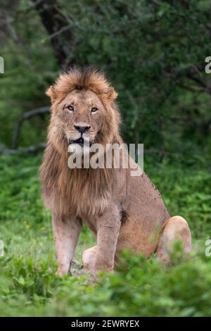 Lion (Panthera leo), Ndutu, Ngorongoro Conservation Area, Serengeti, Tanzania, East Africa, Africa