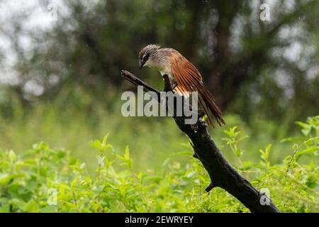 White-browed coucal (Centropus superciliosus) on a branch, Ndutu, Ngorongoro Conservation Area, Serengeti, Tanzania, East Africa, Africa
