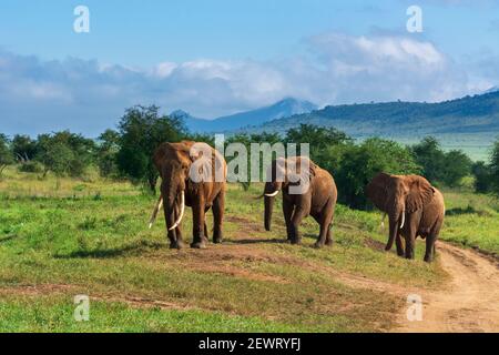 African elephants (Loxodonta africana), Lualenyi, Tsavo Conservation Area, Kenya, East Africa, Africa Stock Photo