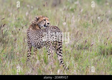 A cheetah (Acynonix jubatus) looking back, Tsavo, Kenya, East Africa, Africa Stock Photo