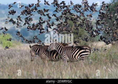 Barn swallows (Hirundo rustica), flying over two plains zebras (Equus quagga), Tsavo, Kenya, East Africa, Africa Stock Photo