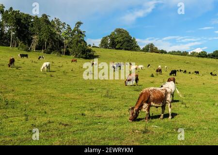 Cattle grazing in a Chiltern Hills valley at Rotherfield Greys just west of Henley-on-Thames, Rotherfield Greys, Oxfordshire, England, United Kingdom Stock Photo