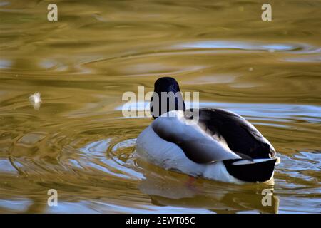 Rear view of a male mallard duck swimming on a lake Stock Photo