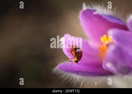 A ladybug on a flower of sleepy grass. Pulsatilla patens on a blurred background in selective focus. Floral spring background. Soft natural light. Rar Stock Photo