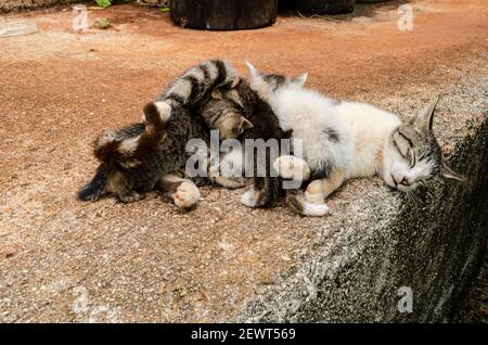 Mother cat Lying On Her Side While Kittens Feed Stock Photo