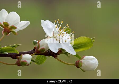 Blossom of Mirabelle plum in detail. Garden in spring. Flowering branches of gardens. Stock Photo