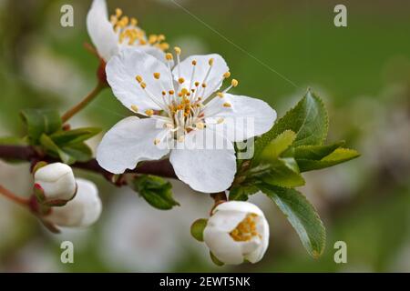 Blossoming Mirabelle plum on isolated background. Spring concept. Flowering gardens. Macro photo Stock Photo