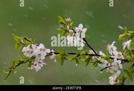 Mirabelle plum flowering branch in snowfall. Spring time Stock Photo