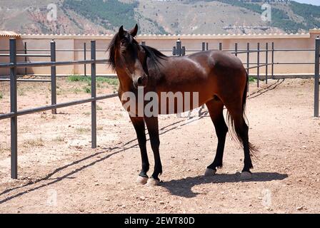 A purebred Spanish brown horse with black hair in her equestrian enclosure Stock Photo