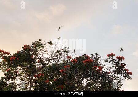 Spathodea companulat With Blossoms Stock Photo