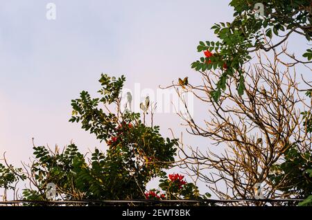 Parakeets in Spathodea Tree Stock Photo