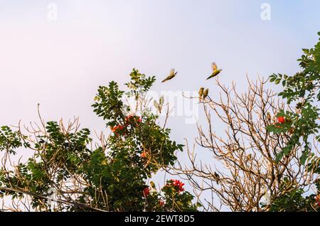 Parakeets Flying Off Spathodea Tree Branch Stock Photo