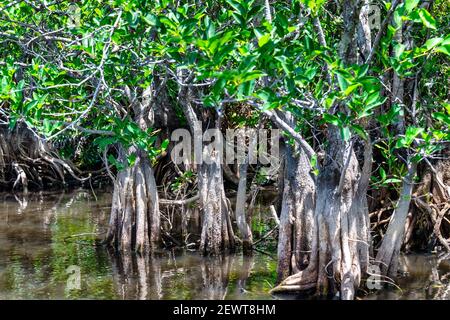 Mangrove forest in Everglades National Park, Florida, USA Stock Photo